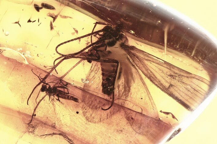 Detailed Fossil Caddisfly and Dark-Winged Fungus Gnat In Baltic Amber #352832